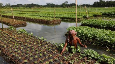 Many farmers in southern Bangladesh have turned to floating farms as climate change is causing more extreme heat and rainfall, flooding, erosion and saltwater surge