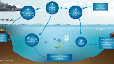 HOW CLIMATE CHANGE IS CHOKING MARINE ECOSYSTEMS