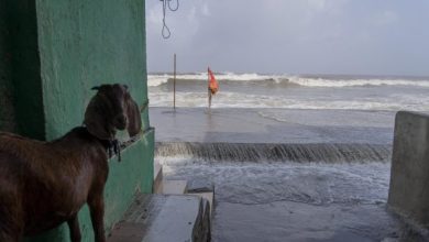 A goat is tied to a door of a house as high tide waves hit the Arabian Sea coast in Mumbai, India, Tuesday, June 13, 2023. Credit: AP Photo/Rafiq Maqbool