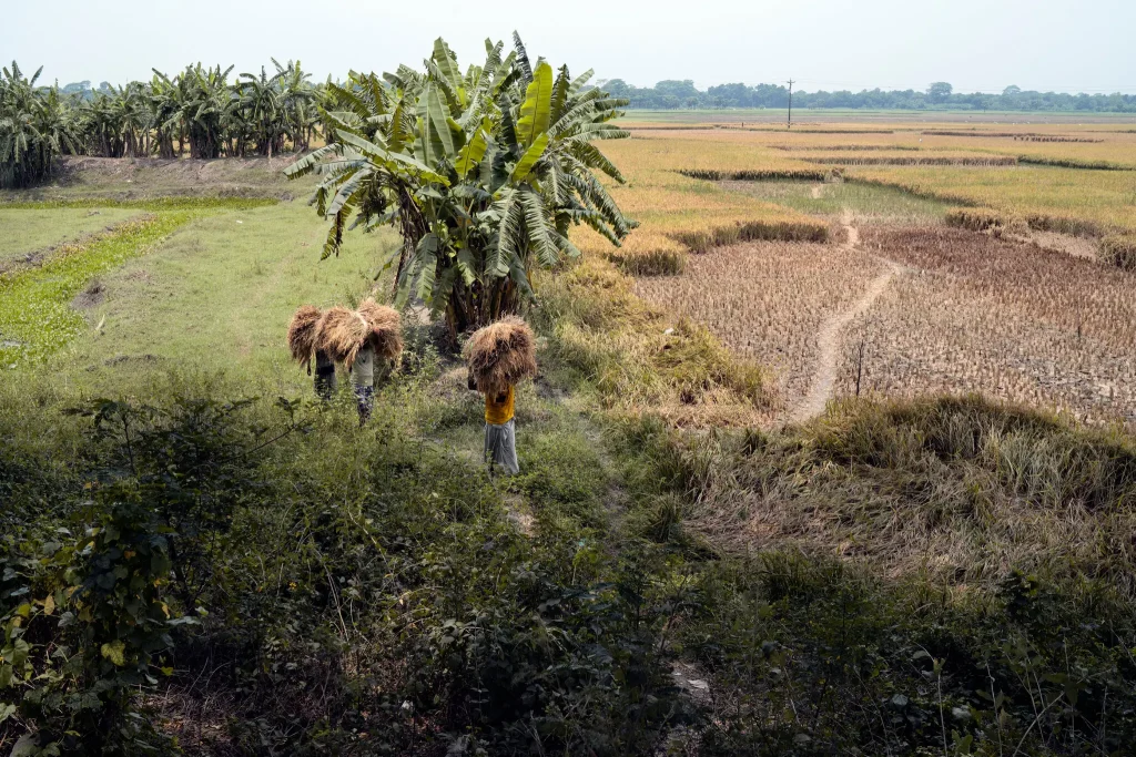 Rice in Gopalganj District, where farmers are experimenting with more salt-tolerant varieties.Credit...Fabeha Monir for The New York Times