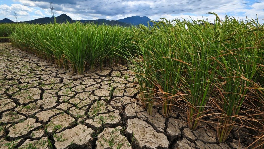 This drought tolerant rice variety can grow and produce more in water-stressed paddies like rainfed rice fields. Photo by IRRI/Isagani Serrano.