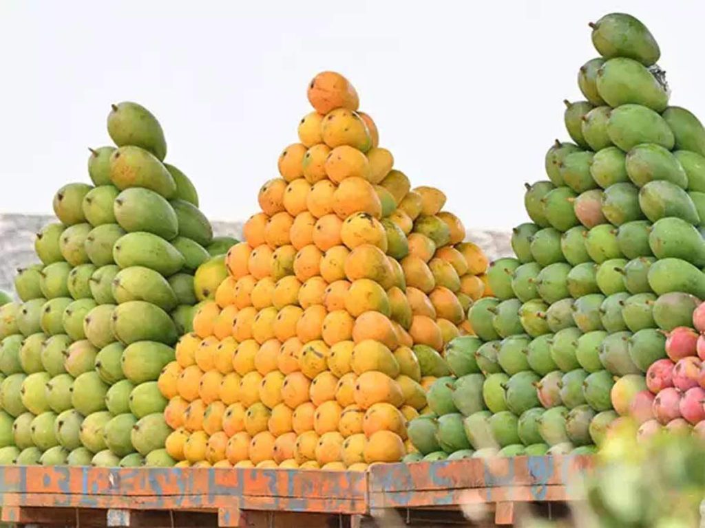 Himsagar mango