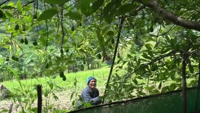 Bhutan: Farmers of Gomdar Gewog turn to Avocado cultivation as alternative source of income