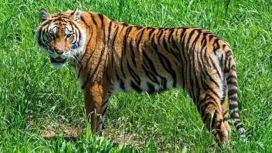 The number of wild tigers globally has decreased by about 95% in the past century