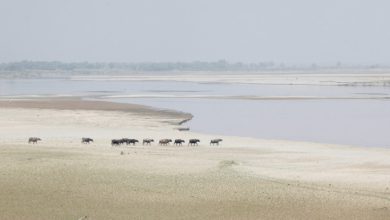 A herd travels to cool off in the River Indus, Hyderabad, Pakistan March 18, 2017. REUTERS/Akhtar Soomro/File Photo