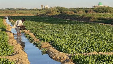 Allah Dino alias Allana, a farmworker, uses toxic water to grow spinach on the Malir riverbed near the Korangi causeway area of Karachi, Pakistan, on December 28, 2020. (AN photo)