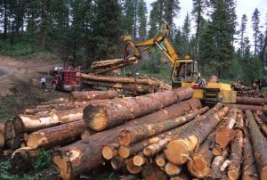 timber extraction for export