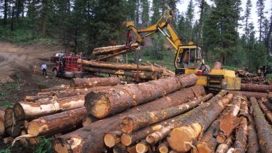 timber extraction for export