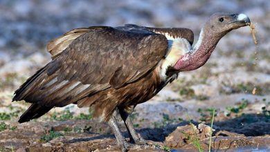 Asia’s vultures, especially the white-rumped ones, were once considered to be one of the world’s most common large birds of prey. Photo: Collected