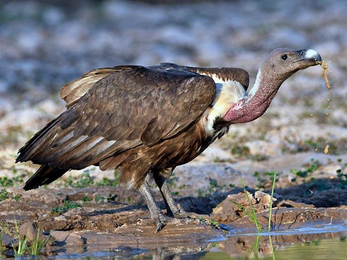 Exclusive Interview With Dr John Mallord Saving South Asias Vultures From Extinction South