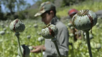 Farmers cultivate poppies in Kandahar province April 3. [Javed Tanveer/AFP]