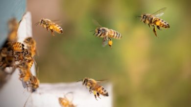 Representational image from Pixabay shows some honey bees flying towards an artificial hive