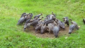 According to IUCN surveys, vulture numbers over the last 10 years have remained stable but low. There are only around 250 of these birds in Bangladesh. Photo: Collected