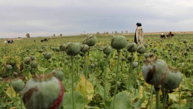 An Afghan man walks through a poppy field in the Gereshk district of Helmand province, Afghanistan April 8, 2016. REUTERS/Abdul Malik/File Photo