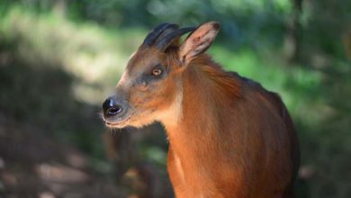 Serows, nick-named ‘goat-antelopes’, are stocky in build with powerful legs adapted for agile climbing. PHOTO: RALF’S WILDLIFE AND WILD PLACES