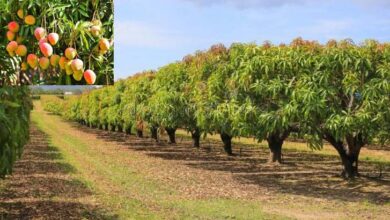 Asia's largest mango garden Ambanis?