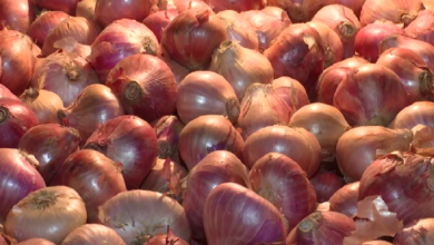 India will once again export onions to Bangladesh