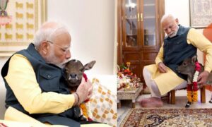 The uproar over Modi's love of calves, which was known