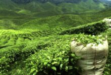 Tea exports from Nepal to India increased by 52 percent