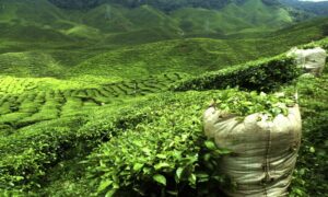 Tea exports from Nepal to India increased by 52 percent