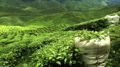 Tea exports from Nepal to India increased by 52 percent