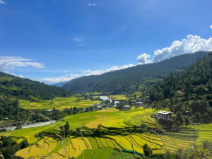 Punakha—Farmers in Punakha are grappling with a confluence of challenges, from water shortages, unpredictable rainfall, and scarcity of labour to rising daily wages. The shortage of farm labourers has forced many farming households to leave their otherwise fertile agriculture land fallow.

According to the 2019 RNR Census by the National Statistics Bureau, Punakha Dzongkhag alone had 597.4 acres of fallow land.

Agricultural production has been heavily impacted by fallow lands across the country, with the harvested area for paddy shrinking from 53,055 acres in 2016 to just 23,290 acres in 2023. More than 66,000 acres of farmland remains uncultivated across the country.

Agriculture Minister Younten Phuntsho said that while many factors contribute to this problem, the shortage of farm labour is the main culprit for this troubling trend.  

Lyonpo said that the Ministry of Agriculture and Livestock is implementing a series of strategic initiatives aimed at revitalising fallow land and boosting agricultural productivity.

One such initiative involves engaging day labourers from across the border for farming in the border districts to start with. This approach, Lyonpo said, will alleviate the financial burden of high domestic labour costs.

“Given the wage differences, importing cross-border labour will be more affordable,” the minister said.

Though the ministry is optimistic, it remains to be seen whether the import of seasonal foreign labour will effectively address the shortage. “We can only assess its impact post-implementation,” he added.

The Ministry will pilot the employment of seasonal day workers from this year. This decision follows consultations with relevant stakeholders, including the Ministry of Home Affairs and the Ministry of Industries, Commerce, and Employment.

A task force is being established, and a Standard Operating Procedure (SOP) is under development, which will be submitted to the Cabinet for approval.

Employing foreign labour is expected to offer several benefits that go beyond immediate productivity gains.

In 2023, Bhutan imported 93,457 metric tonnes of rice valued at Nu. 3.1 billion. By employing foreign workers, the ministry hopes to restore around 3,252 acres of fallow wetland, which could yield an estimated 5,854 metric tonnes of paddy, reducing rice imports by Nu 228 million.

The engagement of foreign labour is also expected to reduce reliance on chemical herbicides, which has increased due to the lack of domestic farm workers. This strategy is also expected to reduce rural-urban migration by addressing labour shortages and revitalising unused land.

The agriculture minister said that while allowing seasonal labour is considered for implementation as a sandbox model, the ministry is exploring other solutions, including farm mechanisation.

If the proposed JICA-ODA loan is secured, Nu 3.5 billion will be invested to procure over 14,000 agricultural machines to enhance farming efficiency.

The ministry also plans to offer concessional loan products to farmers to procure essential agricultural machinery. However, the minister cautioned that mechanisation alone cannot fully address the labor shortage, as many agricultural tasks—such as weeding, vegetable harvesting, irrigation, and packaging—still require manual intervention

Bhutan’s rugged terrain makes widespread mechanisation challenging.

To overcome these obstacles, the ministry is promoting collective farming in larger command areas, aiming to enhance economies of scale in both production and labour productivity. This collaborative approach will encourage farmers to work in groups and cooperatives, leading to increased commercial farming.

Shifting focus to high-value, low-labour crops is another strategy under consideration. Commodities such as asparagus, cardamom, and strawberries require less labour while offering greater returns compared to traditional crops like paddy.

Engaging youth in agriculture is also a key priority for the ministry.

Lyonpo said that various programmes are being developed to make farming an attractive and viable career path for young people. These initiatives include modern farming training, financial incentives, and support for agribusiness ventures.

“Through these measures, the ministry hopes to reduce rural depopulation and curb unemployment in urban areas,” the minister said.

In addition, the ministry is exploring agritech innovations to modernise Bhutanese farming, which has traditionally relied on low-tech methods. Plans include the use of drones for crop monitoring and fertilizer application. Two model farms will be established to demonstrate the latest in modern agricultural techniques.