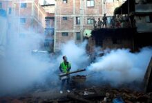 Dengue cases persist in Nepal despite cooler weather