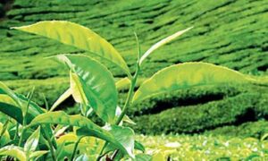 Prices weaken at Colombo Tea Auction this week