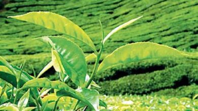 Prices weaken at Colombo Tea Auction this week