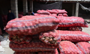 Kandahar Exports 9,500 Tons of Onions to India and Pakistan