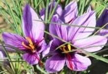 Afghan Saffron Attracts Global Buyers, Secures Million-Dollar Deal