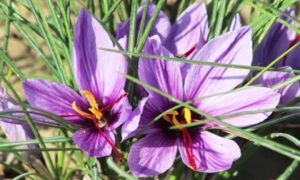 Afghan Saffron Attracts Global Buyers, Secures Million-Dollar Deal