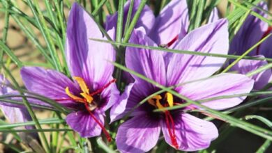 Afghan Saffron Attracts Global Buyers, Secures Million-Dollar Deal