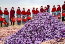 Afghanistan bets on ‘red gold’ for global market presence