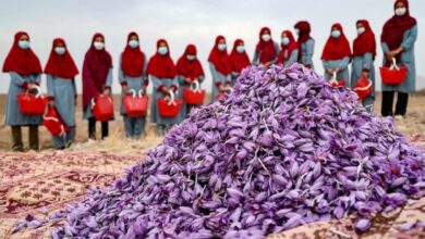 Afghanistan bets on ‘red gold’ for global market presence