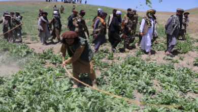 Afghan opium cultivation bouncing back amid Taliban clampdown