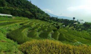 Bhutan to open doors to 100 percent FDI in agriculture