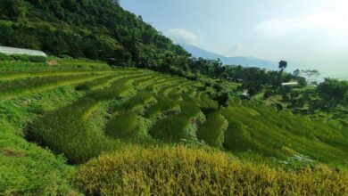 Bhutan to open doors to 100 percent FDI in agriculture