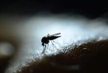 Climate shifts and urbanisation drive Nepal dengue surge