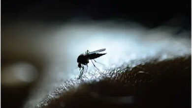 Climate shifts and urbanisation drive Nepal dengue surge