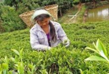 Int'l demand for Nepali tea and coffee on the rise