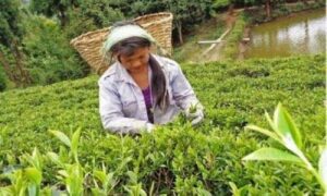 Int'l demand for Nepali tea and coffee on the rise