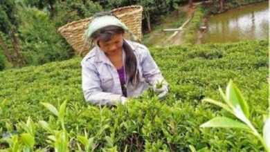 Int'l demand for Nepali tea and coffee on the rise