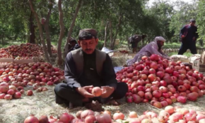 Efforts Ongoing to Export Kandahar Pomegranates to China