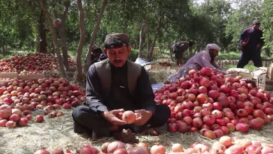 Efforts Ongoing to Export Kandahar Pomegranates to China