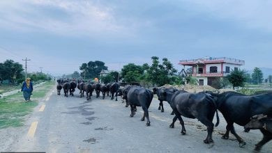 Nepalis look to rear buffaloes after China offers mega meat deal