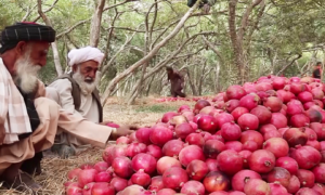 Afghanistan’s Pomegranate Exports Hit $33 Million, But Challenges Persist