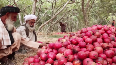 Afghanistan’s Pomegranate Exports Hit $33 Million, But Challenges Persist