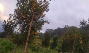 Orange export boost local economies in Southern Bhutan