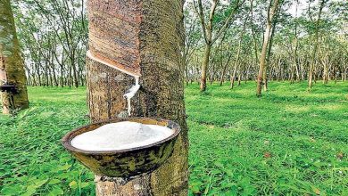 Sri Lanka’s rubber export earnings up 7% YoY